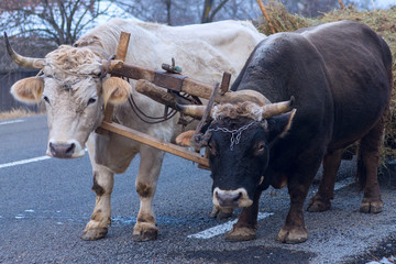 Oxen pulling a cart loaded with hay along a Romanian road. Hardy hardworking animals.