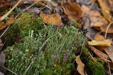 moss