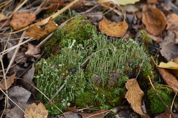 moss