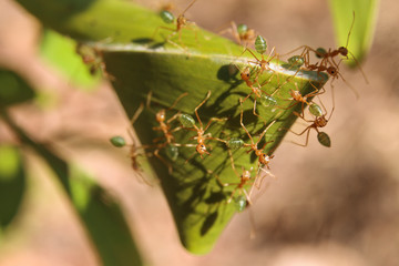 Green ants (Oecophylla smaragdina) nest in a tree