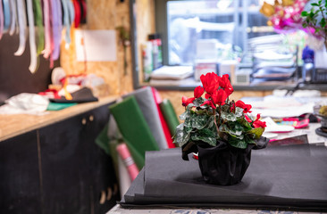 Obraz na płótnie Canvas Flowerpot of red cyclamen persicum plant wrapped as a gift in the greek flowers bar.