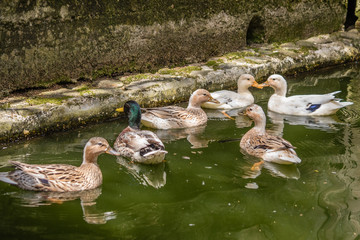 Fototapeta premium patos 3