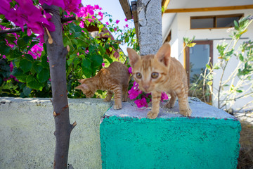 Orange kittens