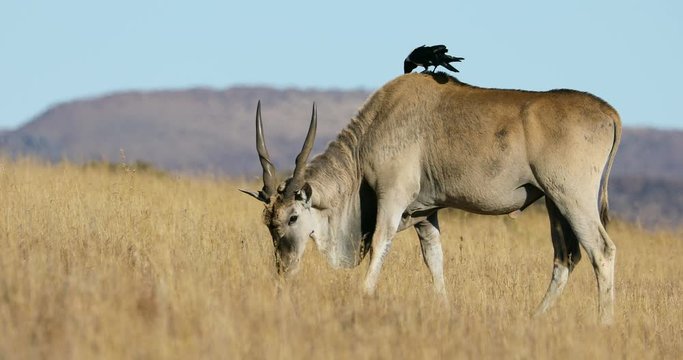 Male eland antelope (Tragelaphus oryx) in grassland with accompanying pied crow, South Africa