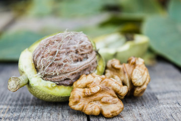 Fresh walnuts in a green shell near the walnut kernel on an old wooden table. Nuts in green shells.