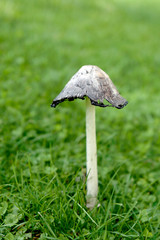 a coprinus comatus on green grass in the garden in autumn