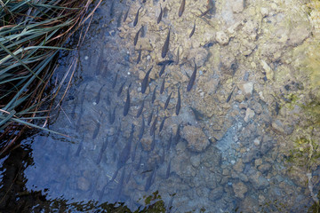 Lots of European chub, Squalius cephalus, swimming against the current of a small creek at the Plitvice Lakes National Park, Croatia