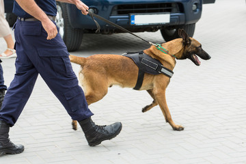 Malinois belgian shepherd guard the border.  The border troops demonstrate the dog's ability to detect violations.