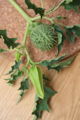 White flower and thorny fruits of Datura stramonium on a wooden background. Devil's trumpets plant