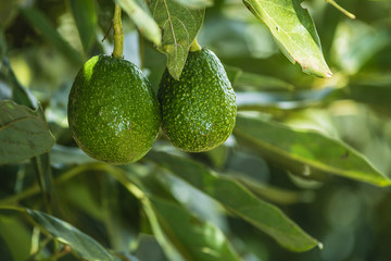 aguacates 2