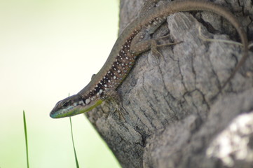 lizard on rock