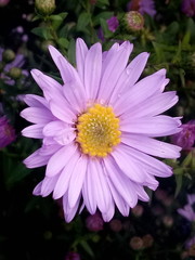 Obraz premium flower in the garden