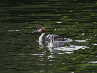 Grebe and chick