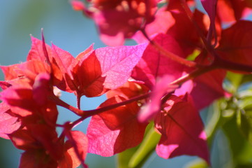 red flowers in the garden