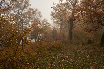 A quiet autumn dawn over the lake in sunlight. Fresh fog creeps over the ground.