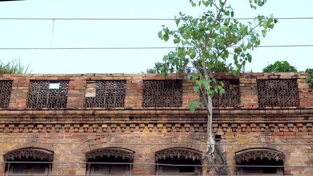 Tree branch on 150 years old building and architecture - Pakistan, Punjab, Indian subcontinent - 4K