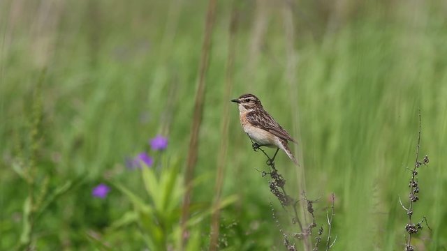 Bird Whinchat  (Saxicola rubetra) sits on a dry blade of grass in a meadow