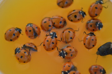 colorful ladybugs on white background