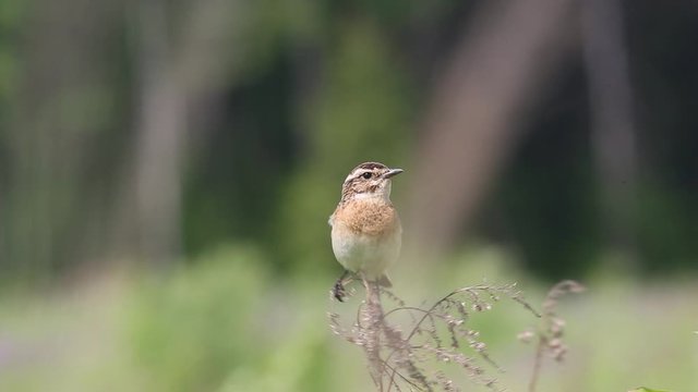 Bird Whinchat  (Saxicola rubetra) sits on a dry blade of grass in a meadow