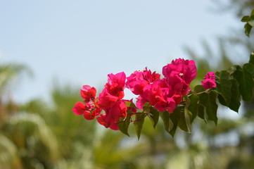 red flowers in garden