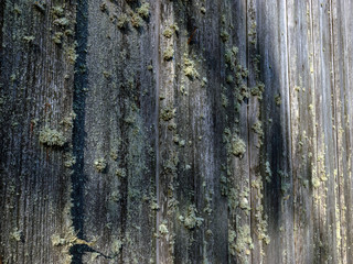 Obraz premium picture with old wood texture, suitable for background