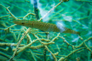 Obraz na płótnie Canvas Small Southern Pike, Esox cisalpinus, in the crystal clear water close to the water surface at the Plitvice Lakes National Park in Croatia