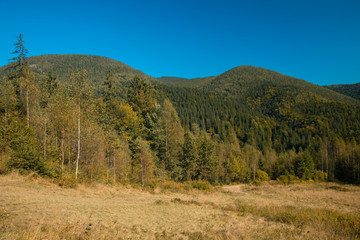 autumn season brown colors moody scenery landscape pine trees mountain forest photography