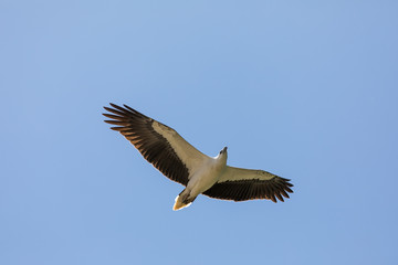 White-bellied sea eagle in flight