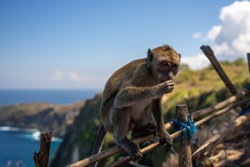 Monkey on fence