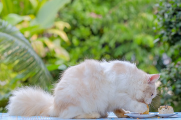 Young cream tabby cat eats sweet cake on the table at home