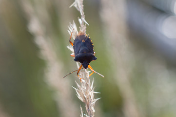 Hemiptera