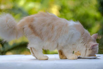 Young cream tabby cat eats sweet cake on the table at home