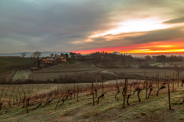 Cold misty morning in the vineyards of Italy