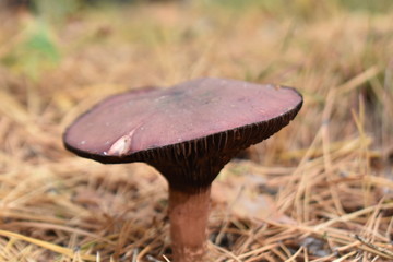 red mushroom