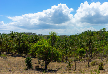 Fototapeta na wymiar Forest in Indonesia
