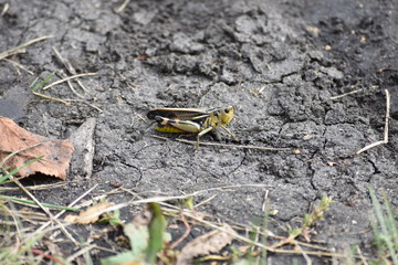 grasshopper yellow