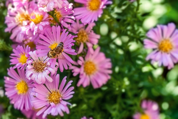 Honey bee on blue aster flowers