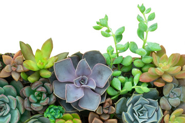 Mix types of colorful succulent plants arrangement, white background