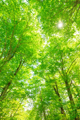  Looking up into the Canopy of a Beech Tree Forest