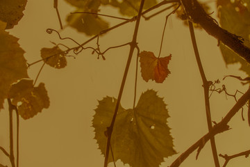 Background, texture: shadows of bunches of grapes