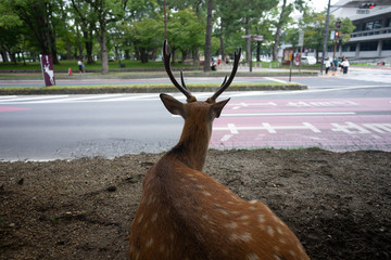 Deer at Nara