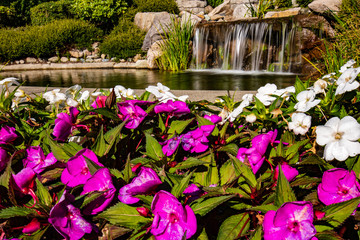 waterfall and flowers