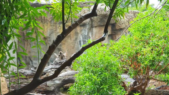 Two monkeys in a wildlife Park sit on a tree in the rain