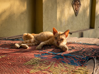 Feral cat resting