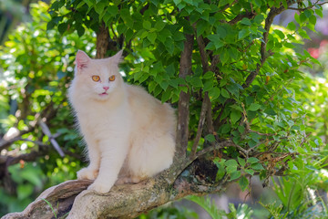 Naklejka na ściany i meble Mix persian cat sitting on a tree branch on a sunny day.