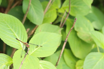 トンボ　あじさい