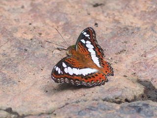butterfly on a flower