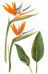 Fotobehang Strelitzia Aquarel strelitzia bloemen illustratie