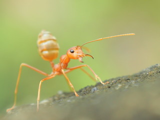 ant on leaf