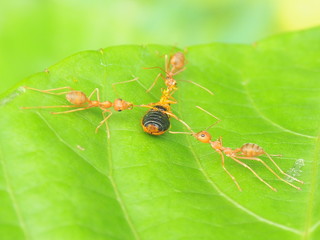 ant on leaf